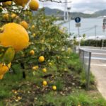 レモンの聖地、生口島に行ってレモンサワーを飲んでみた！
